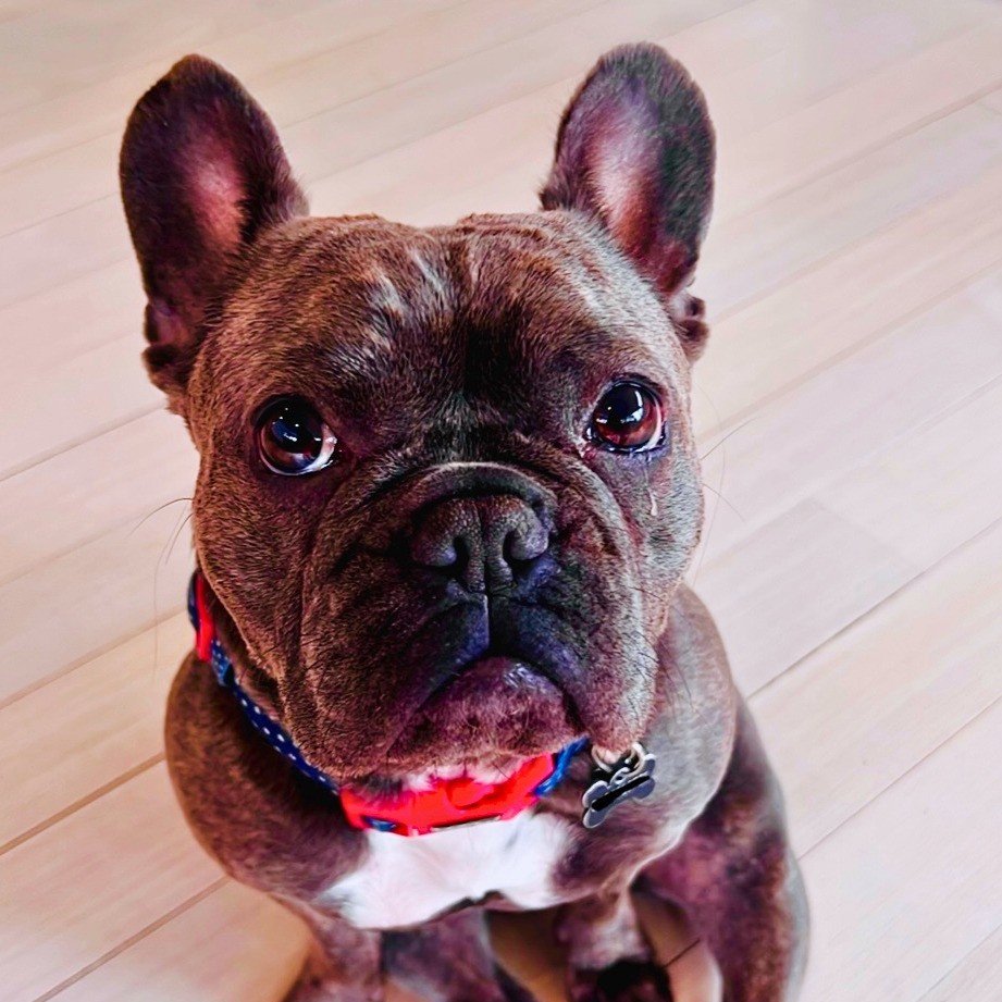Meatball, the Unison office French bulldog, sitting on the timber floor looking up at the camera